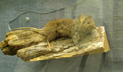 die linksläufige Steigerwald-Maus